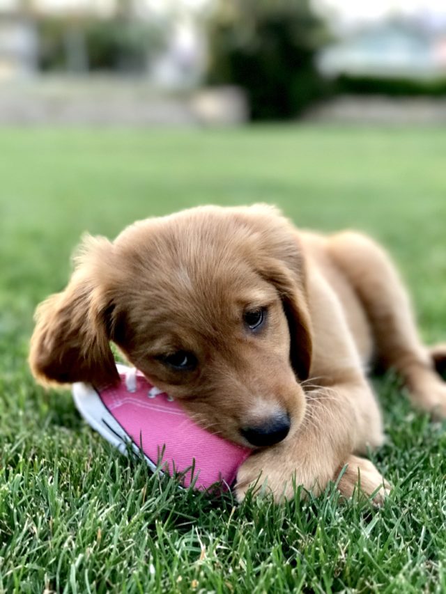 The newest addition to our family, golden retriever puppy Brooklyn, isn't sure how she feels abut getting a baby sister in October!
