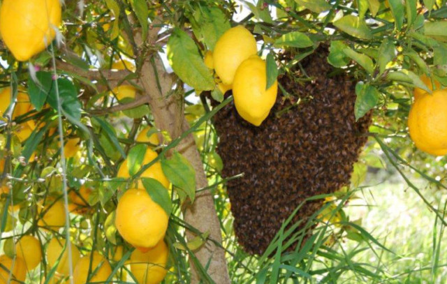 A lemon tree with a beehive.
